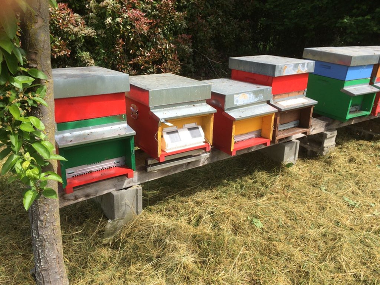 api, biomonitoraggio, melixa