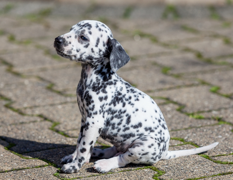 Piccolo Dalmata -  - Ausili Informatici per Disabili