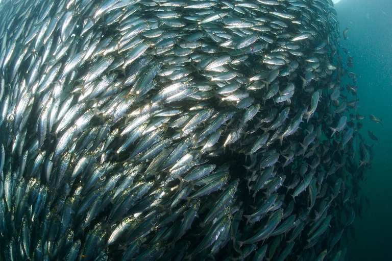 Banco di pesci in mare