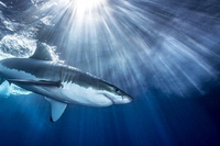 7 species we must protect to feed the planet
