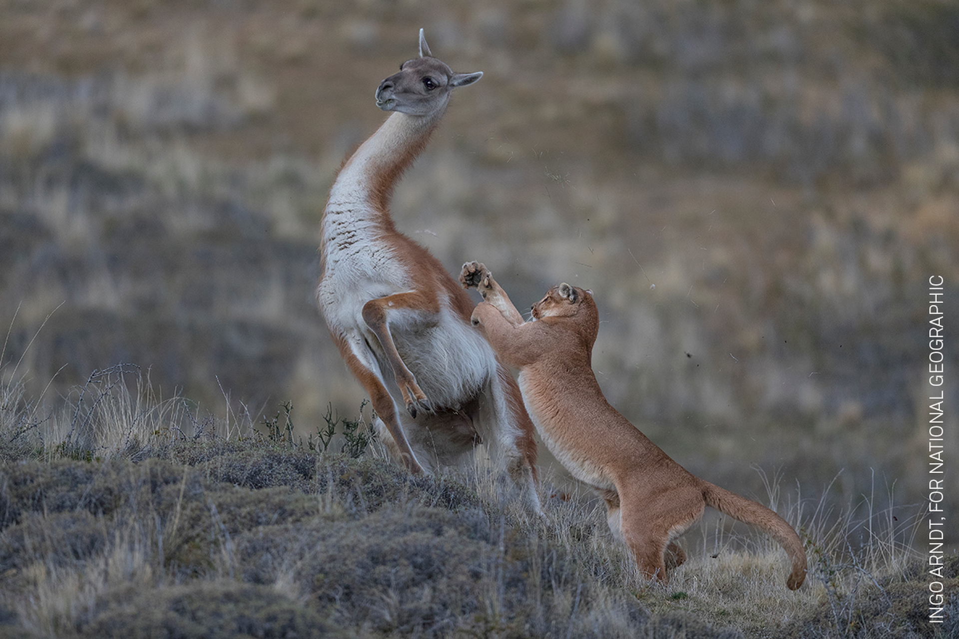 092_Ingo Arndt_for National Geographic_Online