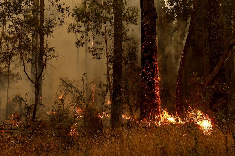 Woodland in flames near Sydney