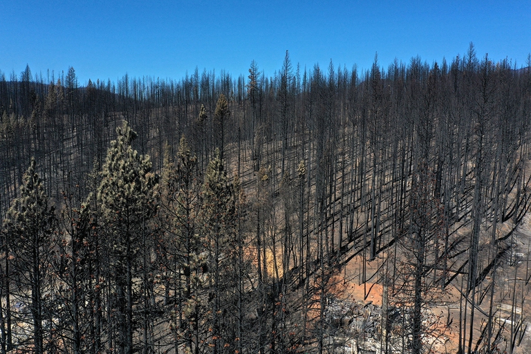 boschi di Greenville