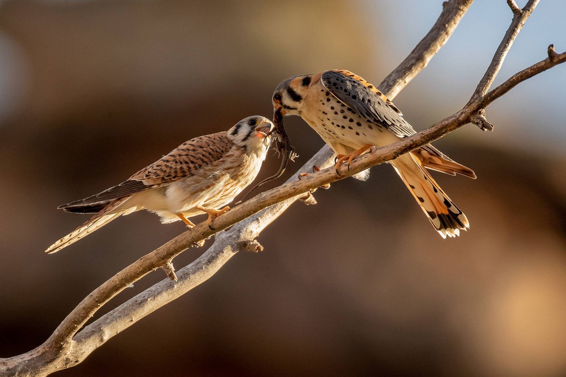 Falchi in una delle 100 migliori foto degli Audubon Photography Awards