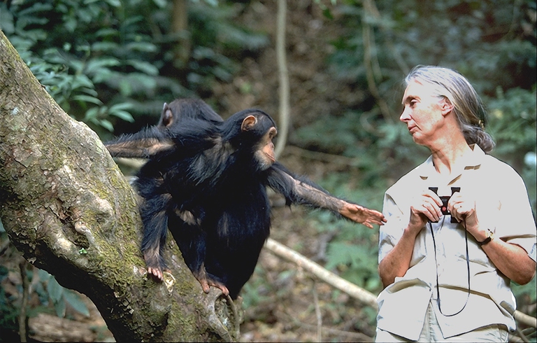 jane goodall