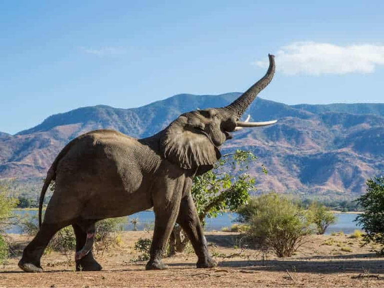 Elenfante: mammiferi con la E