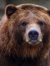 M49, storia dell’orso che si batte per la libertà