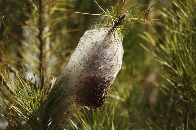 Nido di processionarie