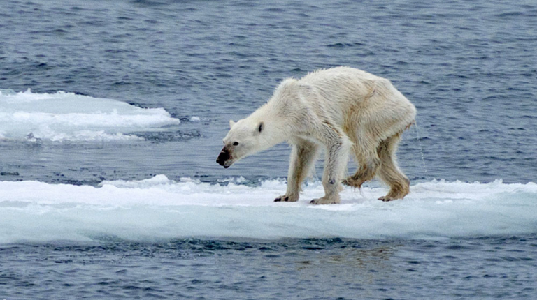 orso polare, scioglimento dei ghiacci