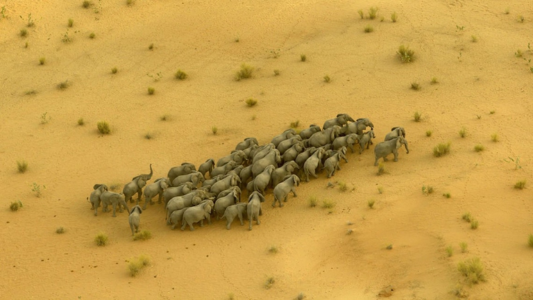 The last animals. Un'immagine del documentario di Kate Brooks lefanti