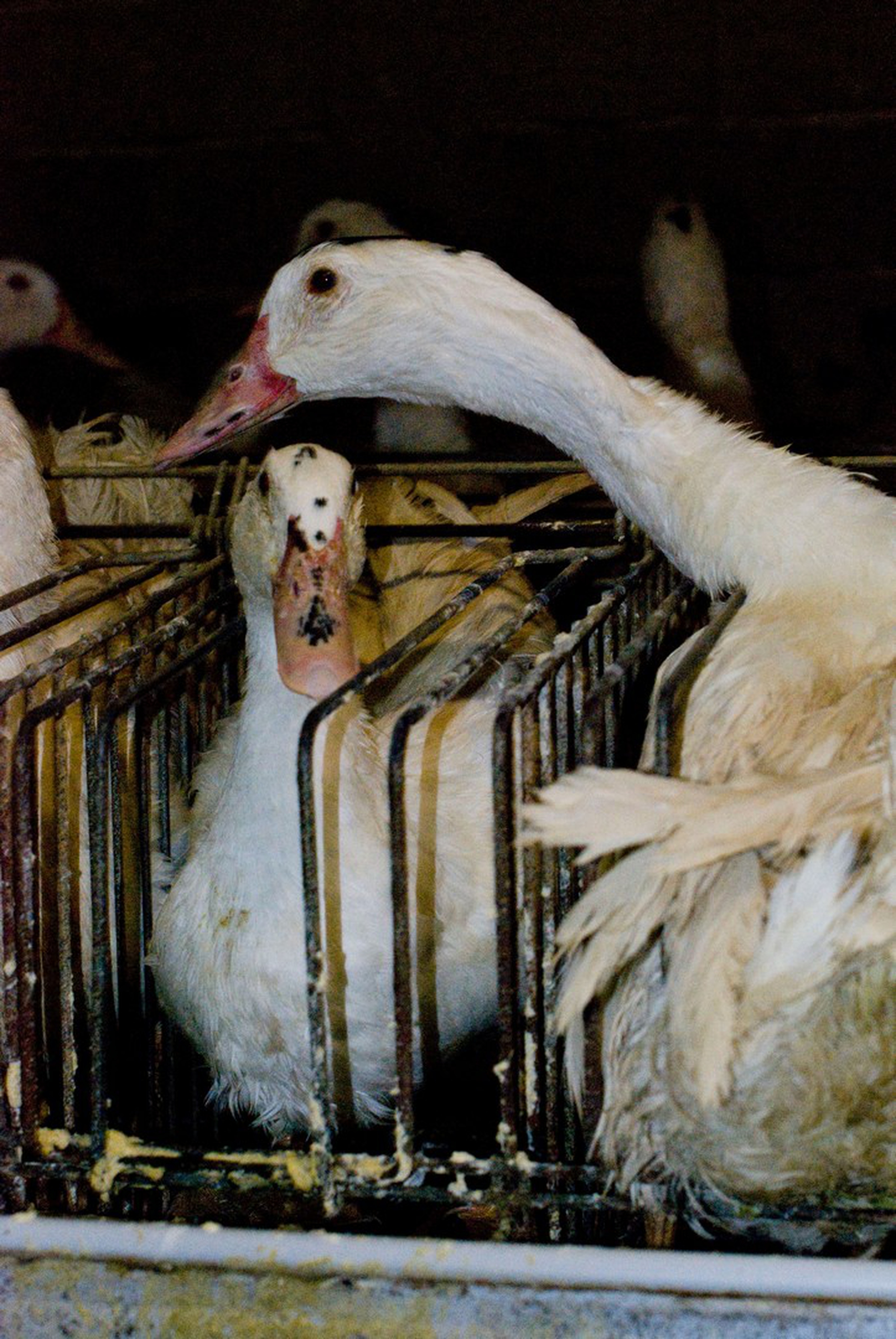 La vita nelle gabbie