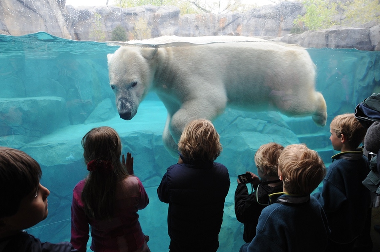 Orso polare che nuota in uno zoo