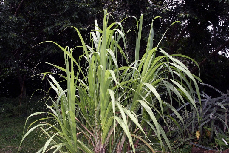 Coltivazione di canna da zucchero
