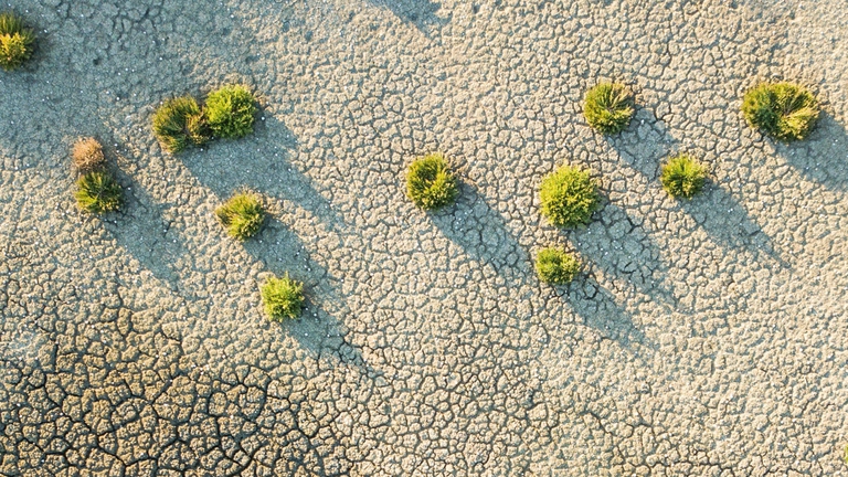 Azione contro la desertificazione, Fao
