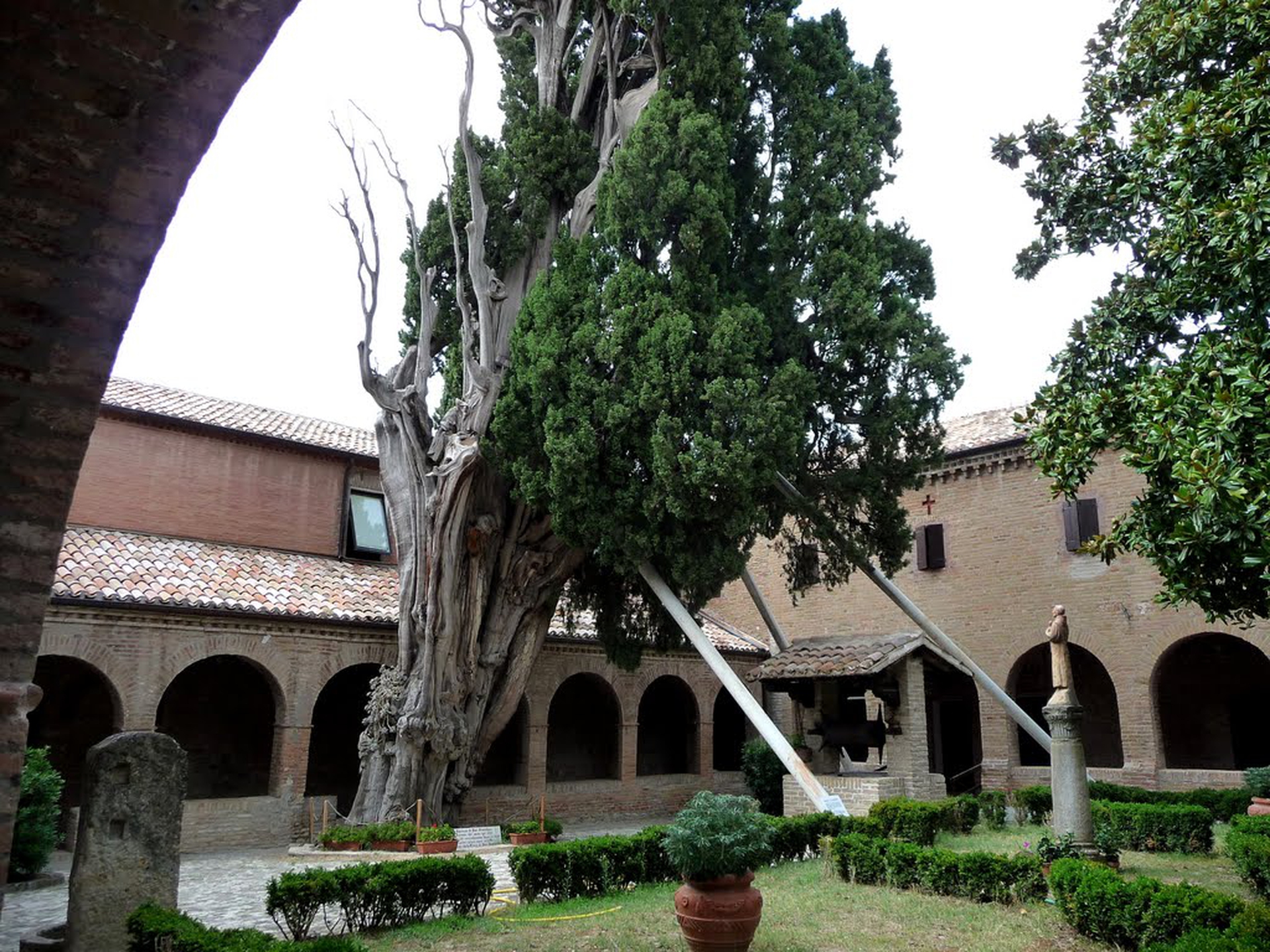 5 alberi monumentali da vedere