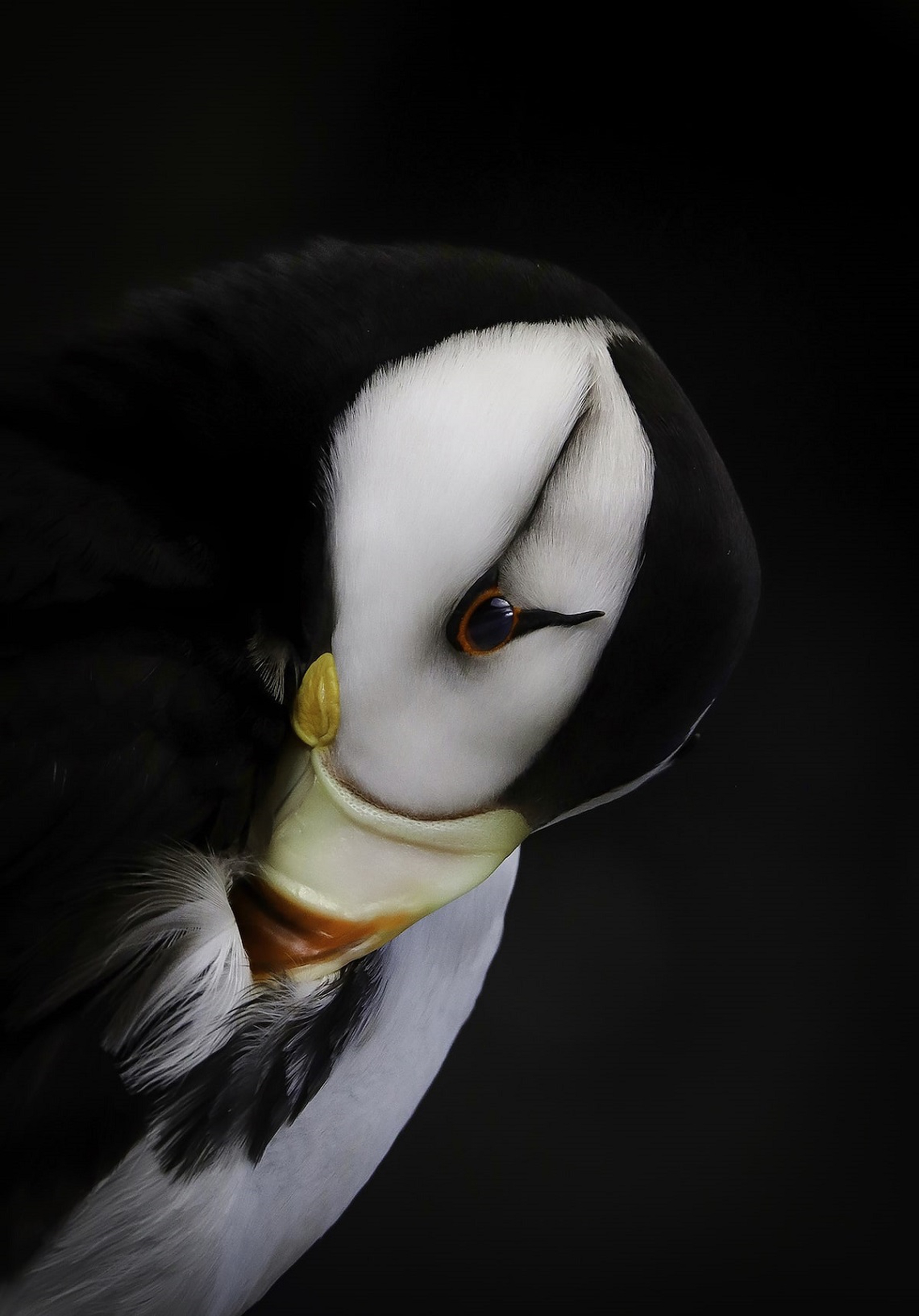 Foto vincitrice del premio della categoria Giovani degli Audubon Photography Awards