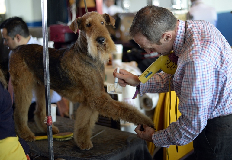 Airedale Terrier a un concorso