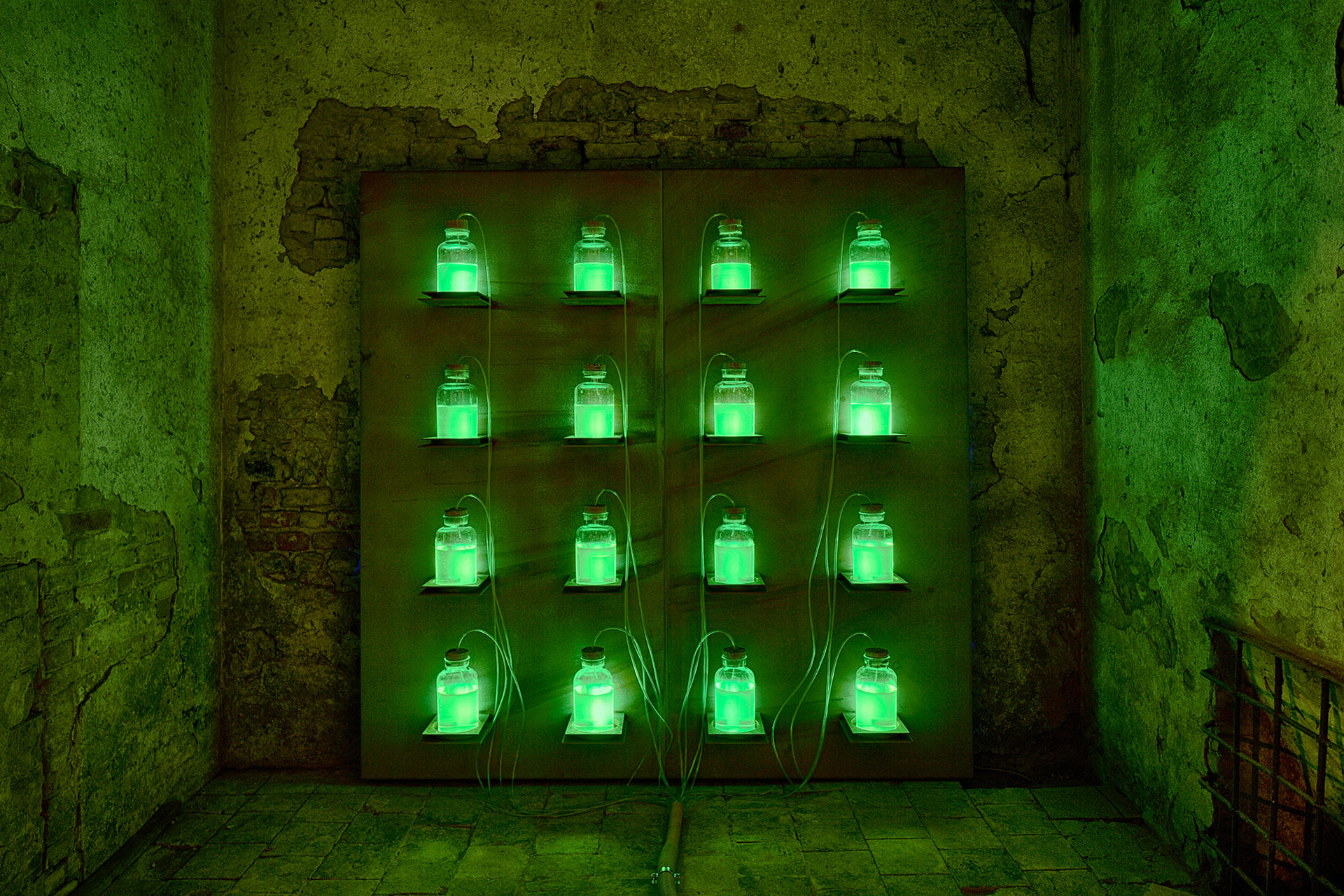 Batteri bioluminescenti