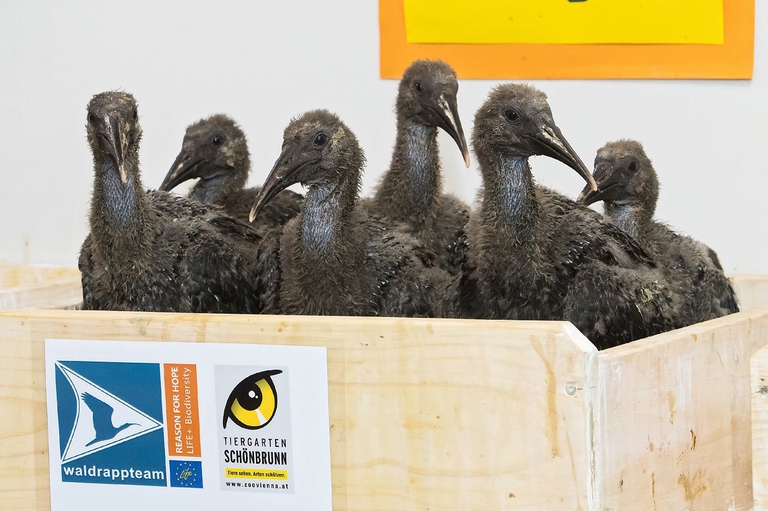 Pulcini di ibis eremita nati in cattività