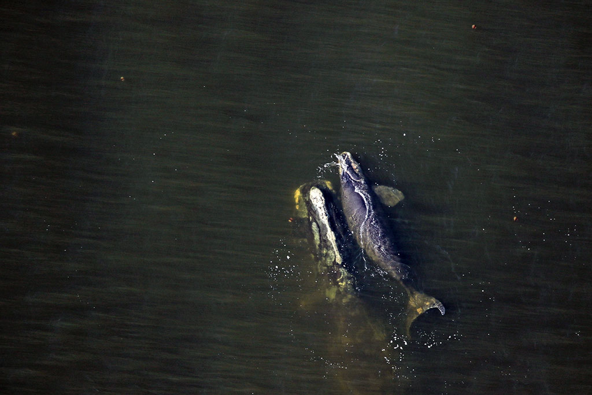 Balena 1204 con cucciolo
