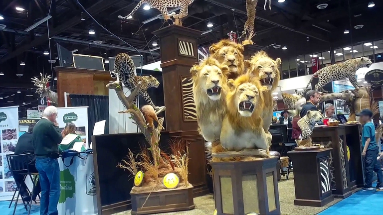 caccia fauna selvatica