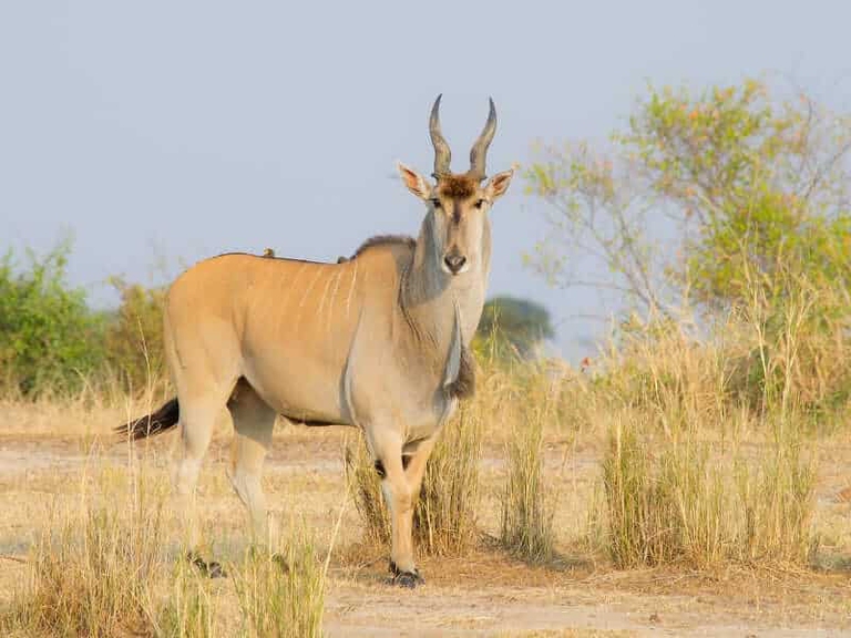 Eland
