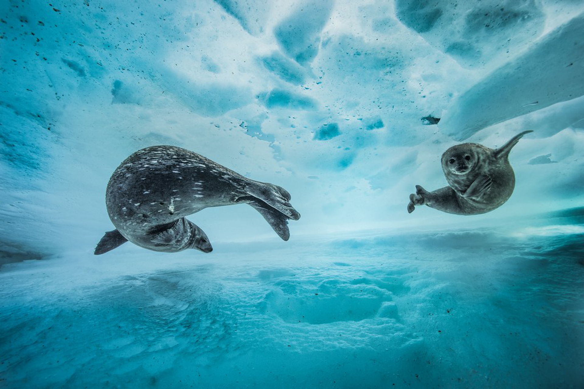 Swim gym © Laurent Ballesta/Wildlife Photographer of the Year