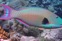 Per salvare la barriera corallina bisogna cominciare dal pesce pappagallo