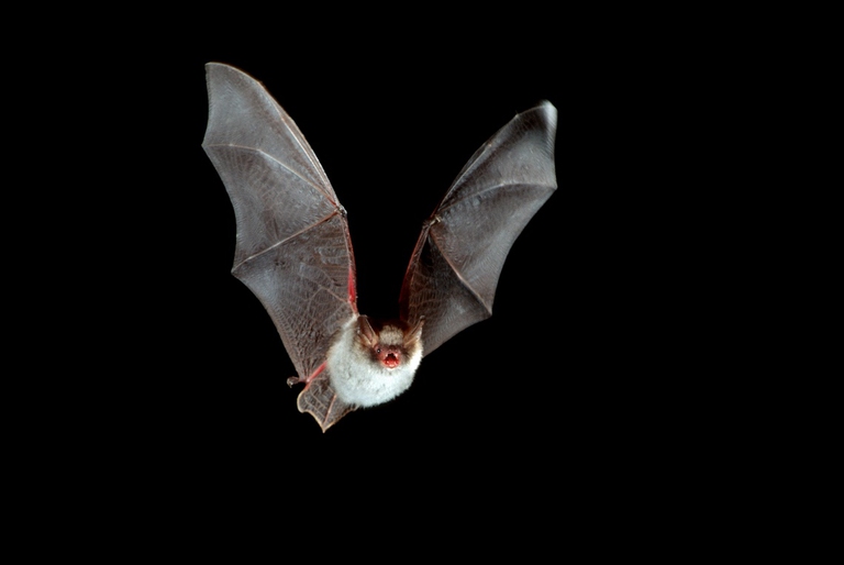Pipistrello in volo di notte