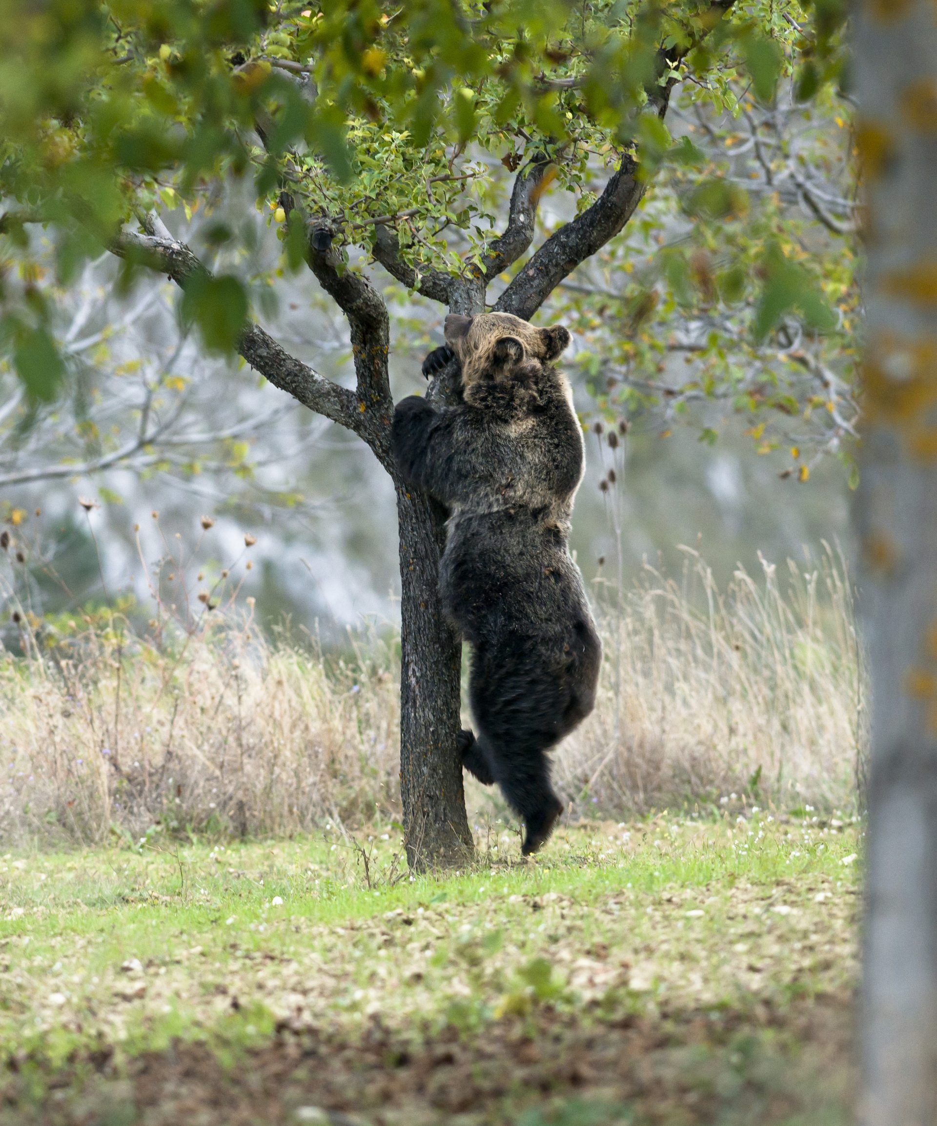 Marsican brown bears
