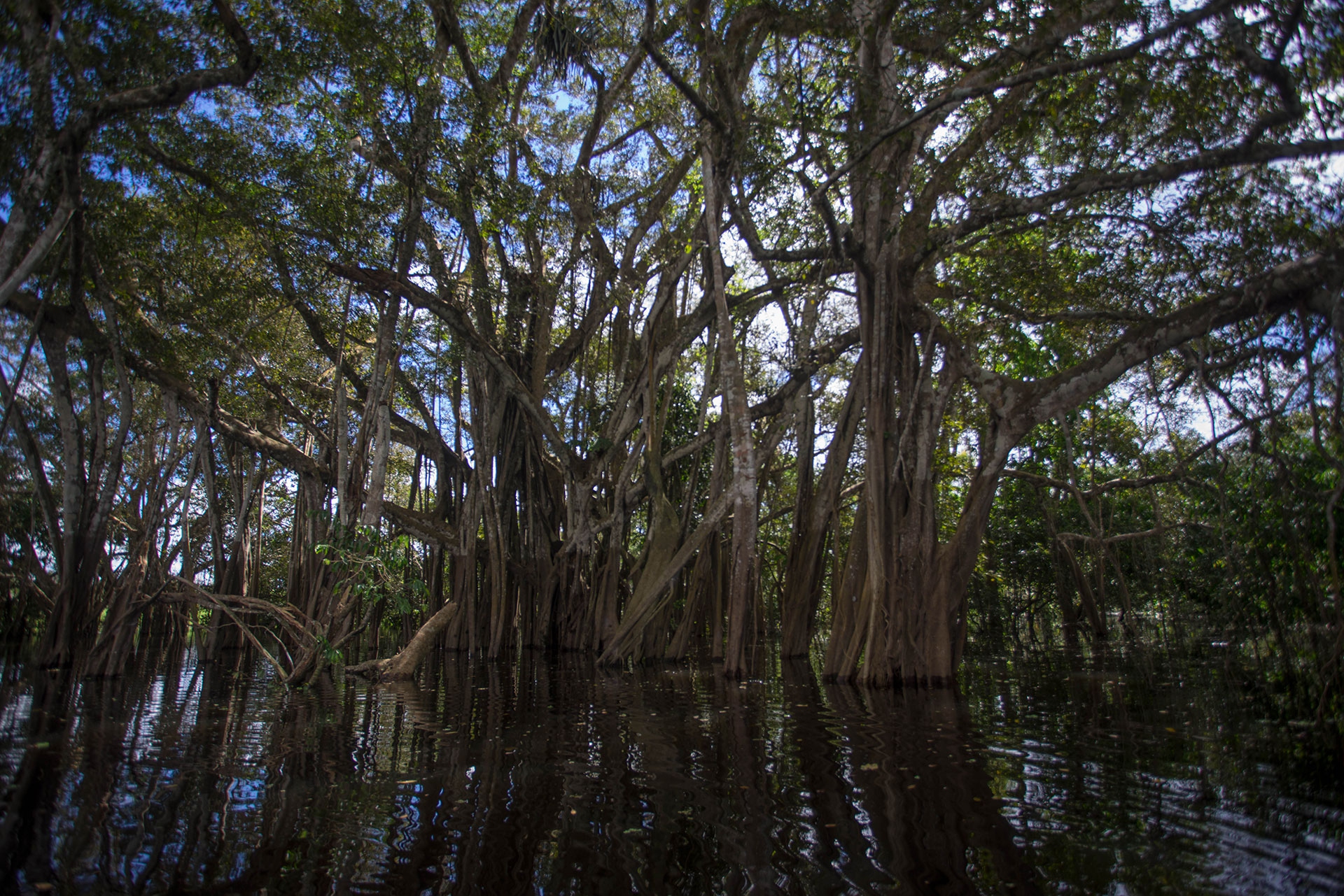 Trees in Amazon rainforest