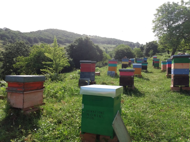 Monini, Api e olio, Bee my future