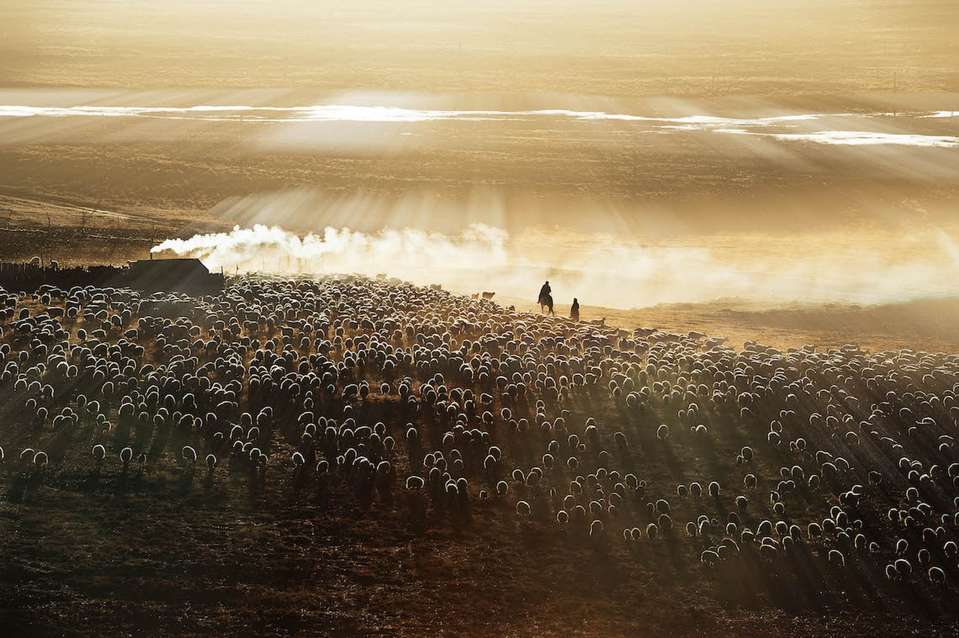 Grazing in the Morning_Honorable Mention