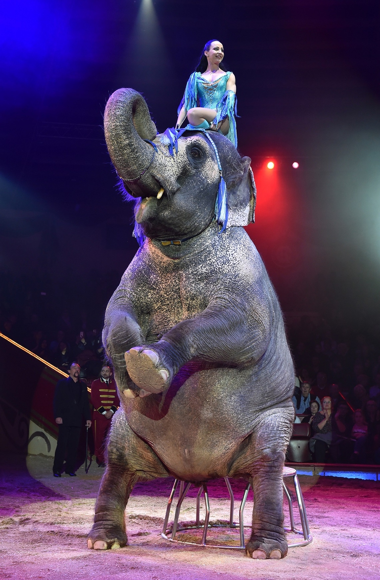 Elefante ammaestrato che si esibisce