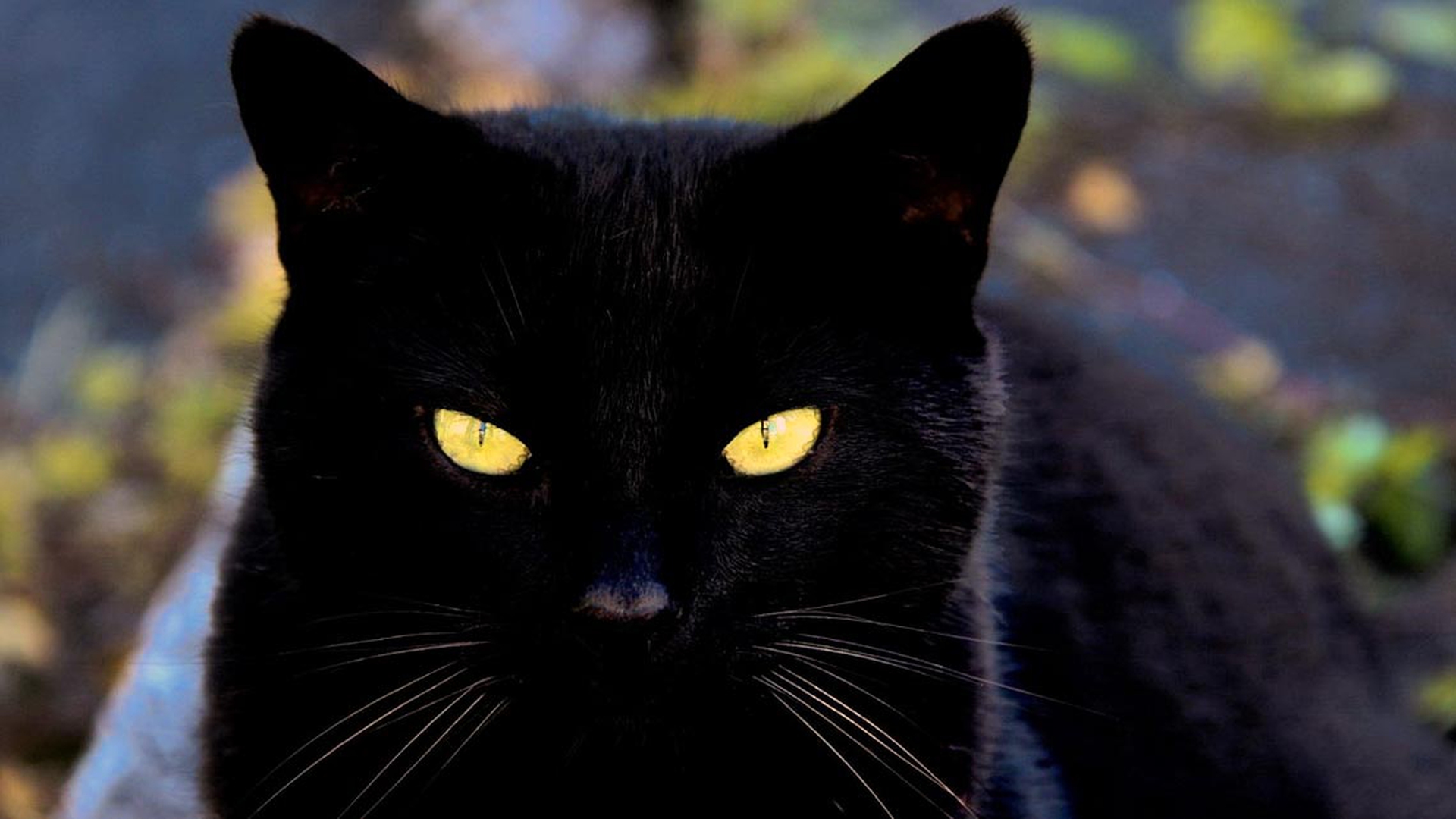 gatto-nero-in-attesa
