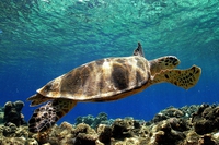 Le tartarughe Caretta caretta tornano a nidificare sulle spiagge italiane
