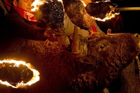 Se questo (che dà fuoco alle corna di un toro) è un uomo