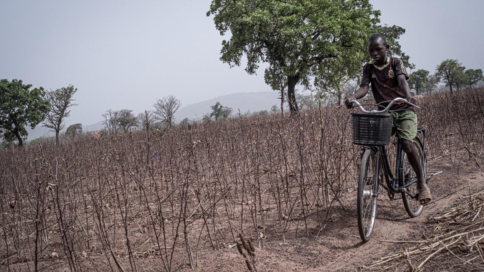Campi di cotone in Benin