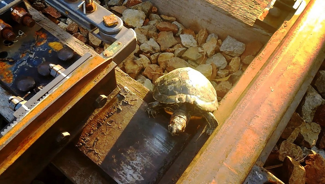 Japan builds turtles their tunnels to help them cross rail tracks
