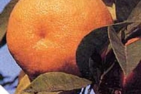 ARANCIO