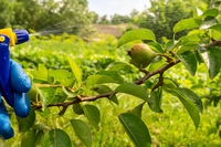 Pesticidi nel piatto: in aumento la percentuale di cibo contaminato