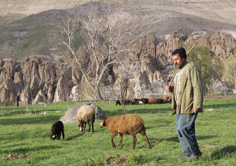 iran shepherd