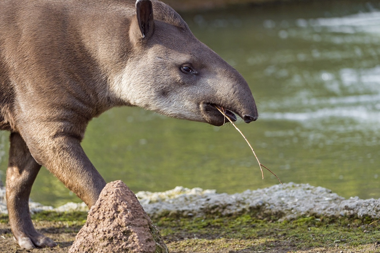 Tapiro sudamericano nell'Amazzonia brasiliana