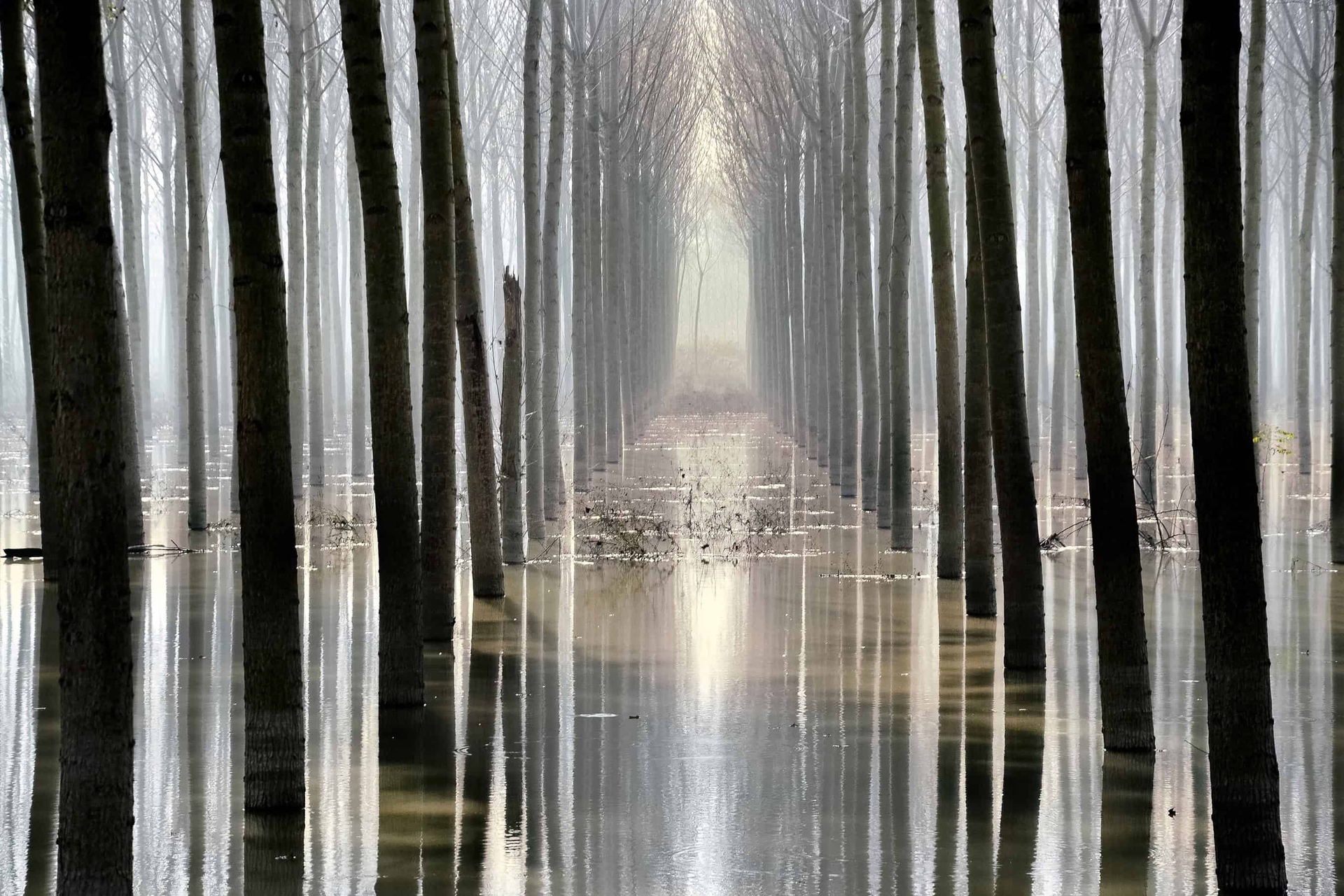 Pioppeto in golena nel Parco regionale del delta del Po (Emilia-Romagna) © Tiziana Marini