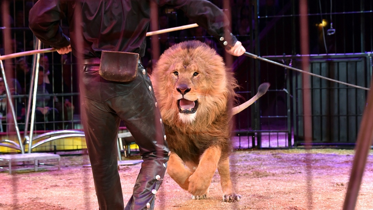 Leone si avventa contro il domatore durante uno spettacolo