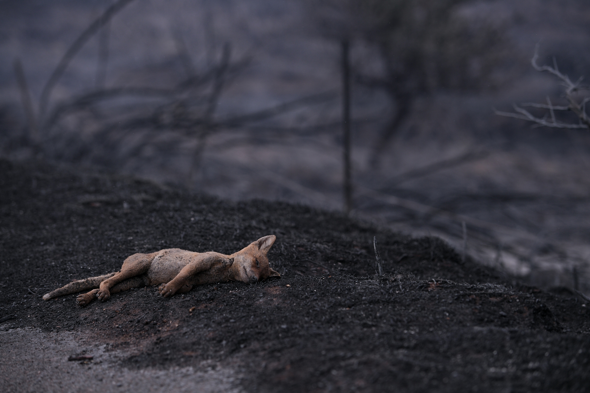 Italian Daily Life 2021