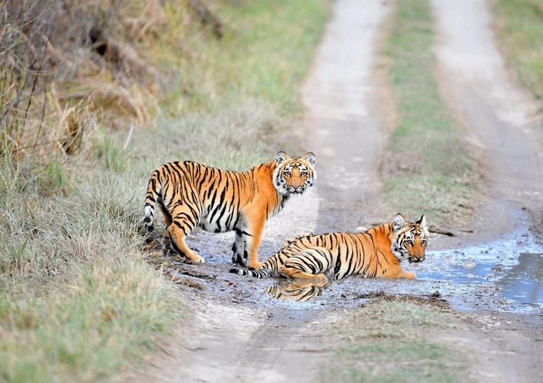 Il numero di tigri del Bengala in Nepal è triplicato