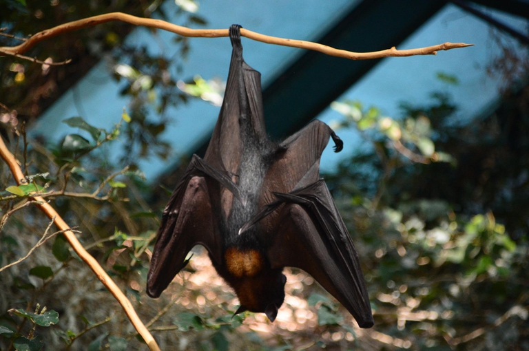 Impariamo a conoscere i pipistrelli, fondamentali per la salute dell’ecosistema