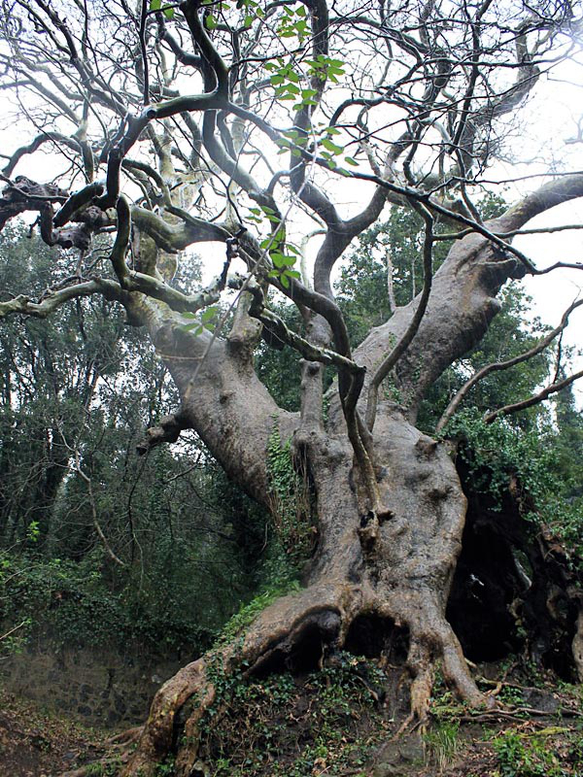 10 maestosi alberi monumentali da andare a trovare