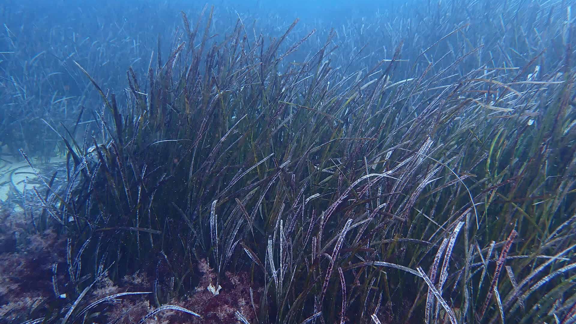 Monitoraggio posidonieto